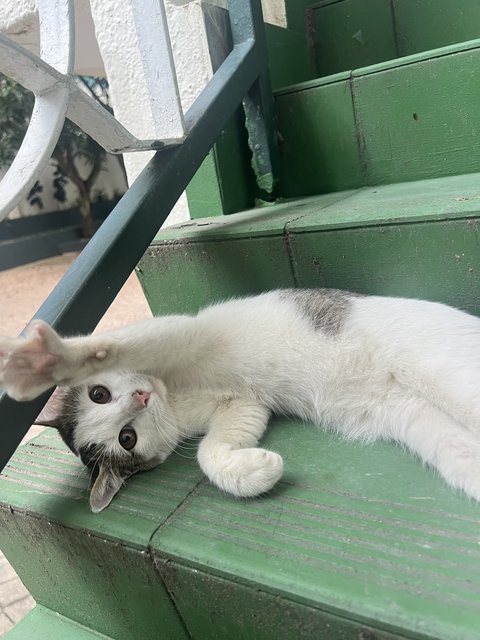 PF142162 - Domestic Short Hair Cat