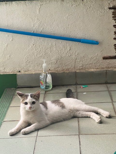 PF142162 - Domestic Short Hair Cat