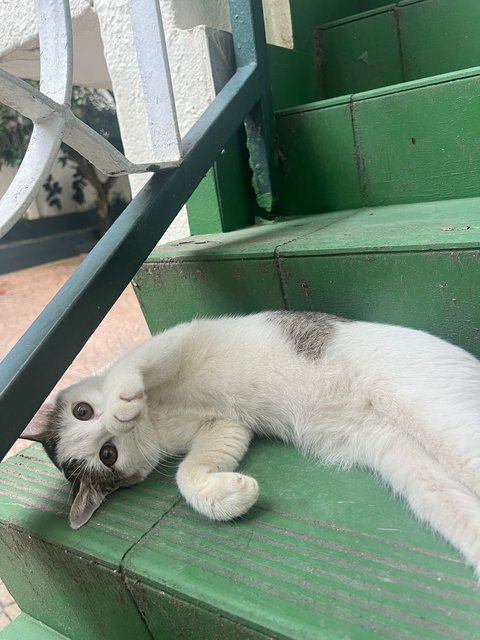 PF142162 - Domestic Short Hair Cat