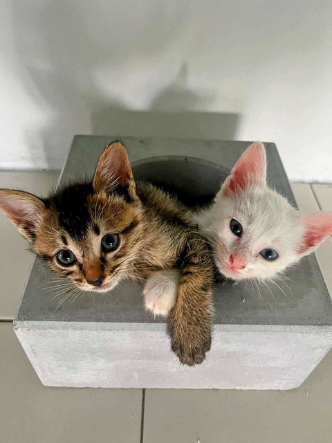Snowy &amp; Luna Adoption - Domestic Medium Hair Cat