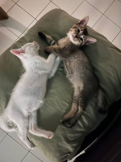 Snowy &amp; Luna Adoption - Domestic Medium Hair Cat