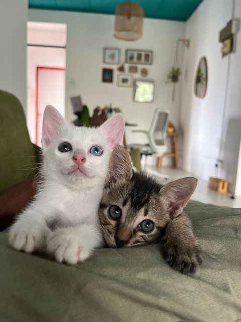 Snowy &amp; Luna Adoption - Domestic Medium Hair Cat