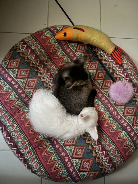 Snowy &amp; Luna Adoption - Domestic Medium Hair Cat