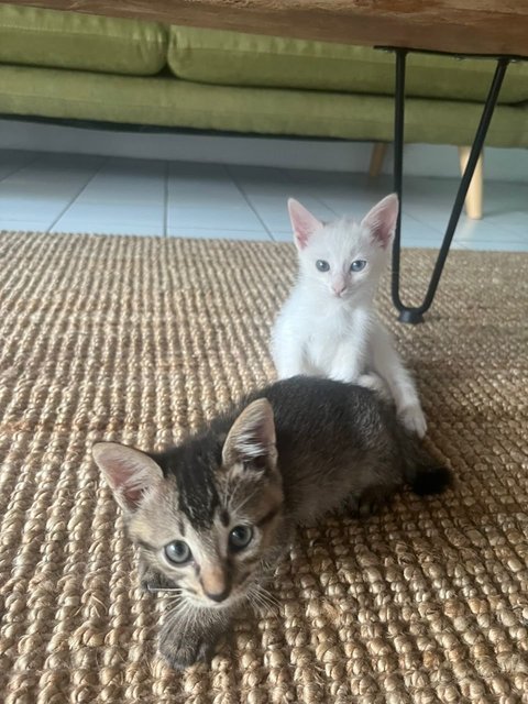 Snowy &amp; Luna Adoption - Domestic Medium Hair Cat