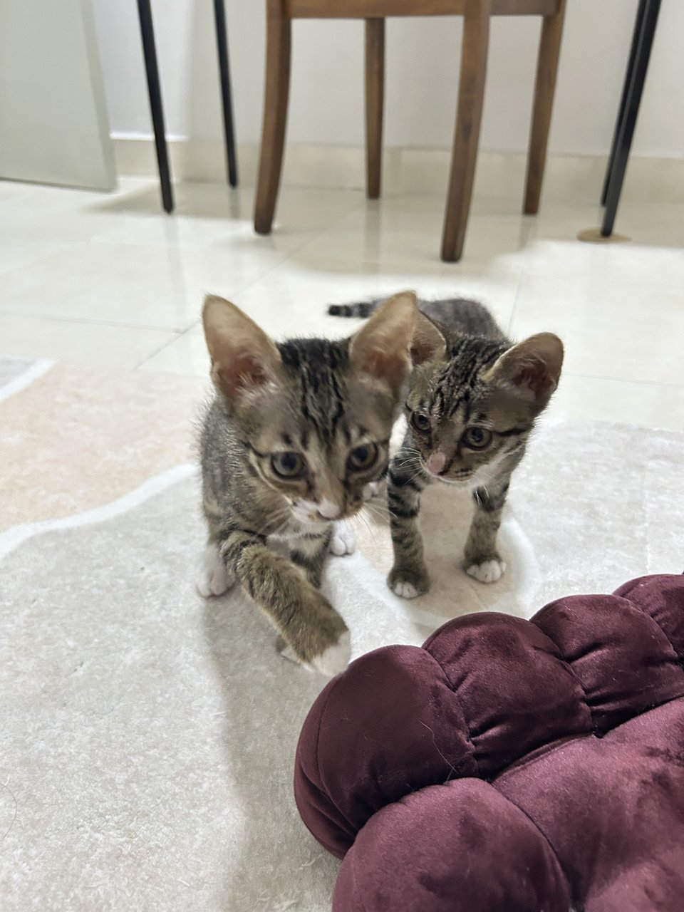 Sam &amp; Ken - Domestic Short Hair Cat