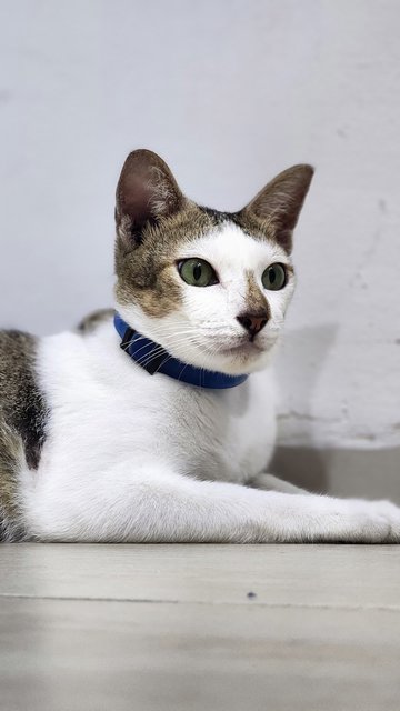 Spider - Domestic Short Hair Cat