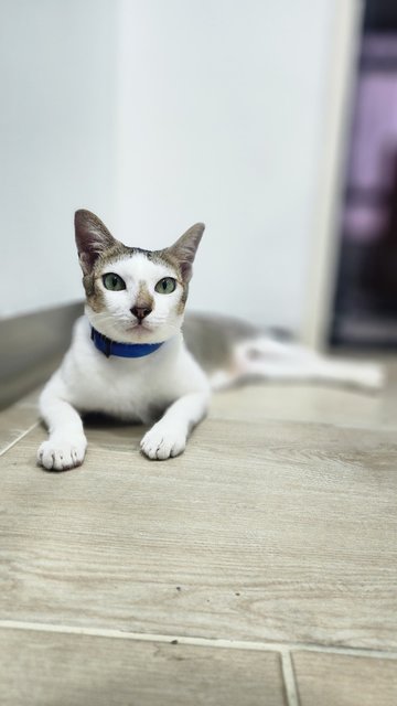 Spider - Domestic Short Hair Cat