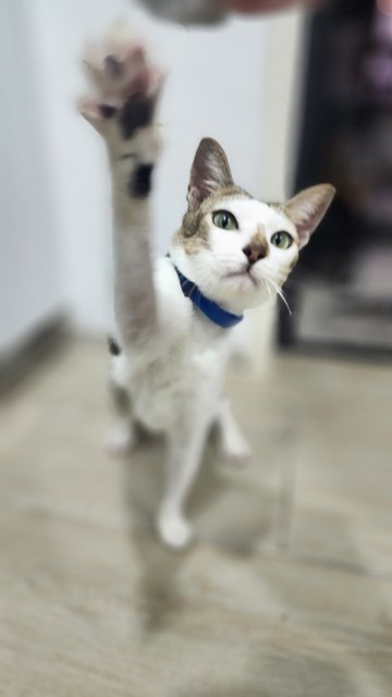 Spider - Domestic Short Hair Cat