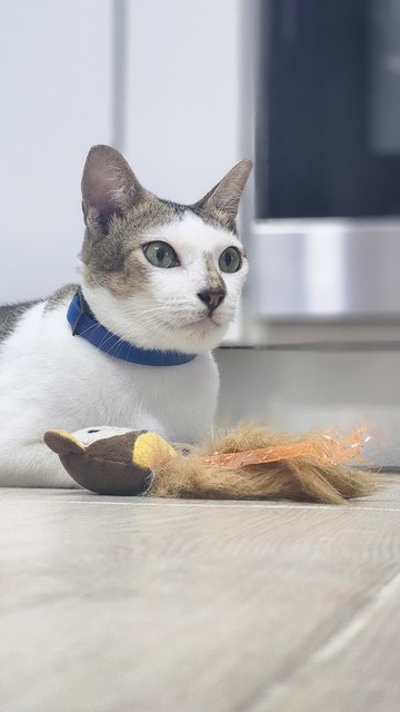 Spider - Domestic Short Hair Cat