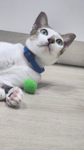 Spider - Domestic Short Hair Cat