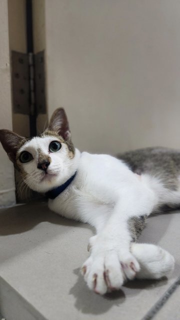 Spider - Domestic Short Hair Cat
