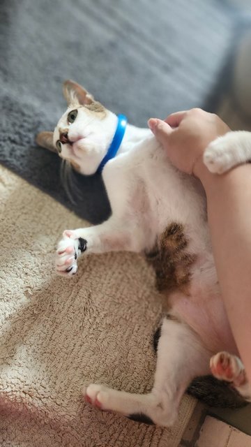 Spider - Domestic Short Hair Cat