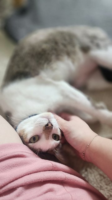 Spider - Domestic Short Hair Cat