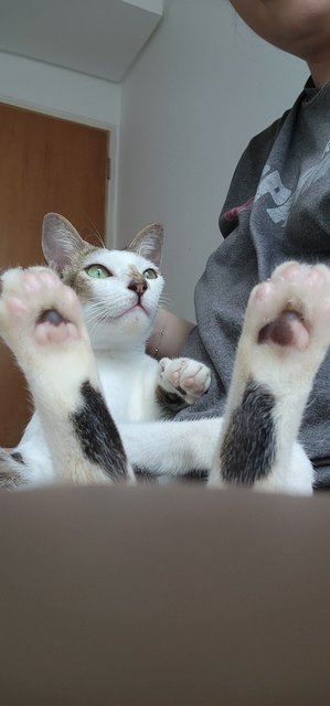 Spider - Domestic Short Hair Cat