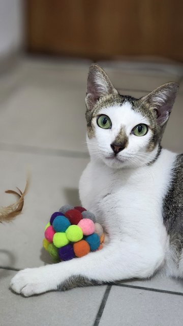 Spider - Domestic Short Hair Cat