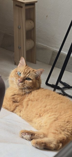 PF142176 - Domestic Medium Hair + British Shorthair Cat