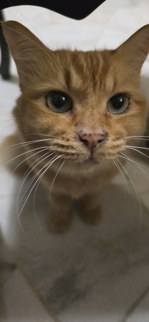 PF142176 - Domestic Medium Hair + British Shorthair Cat