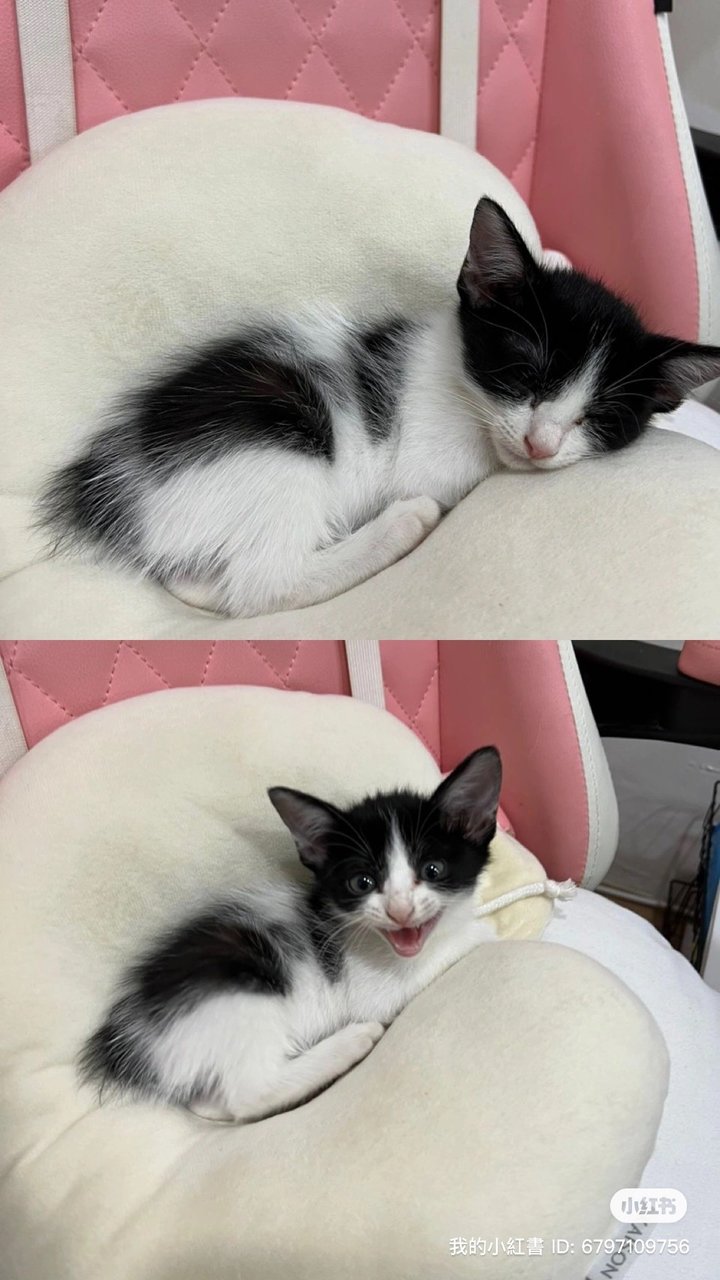 Panda - Domestic Medium Hair Cat