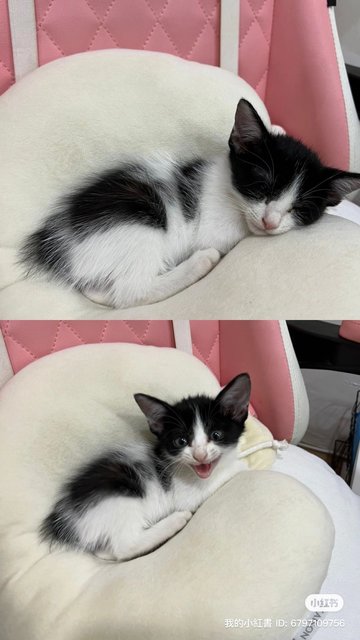 Panda - Domestic Medium Hair Cat