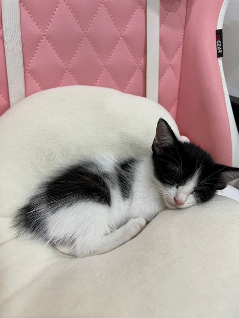 Panda - Domestic Medium Hair Cat