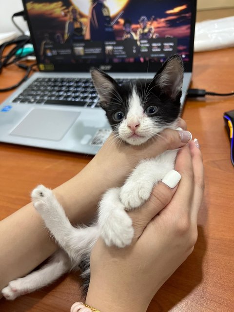 Panda - Domestic Medium Hair Cat