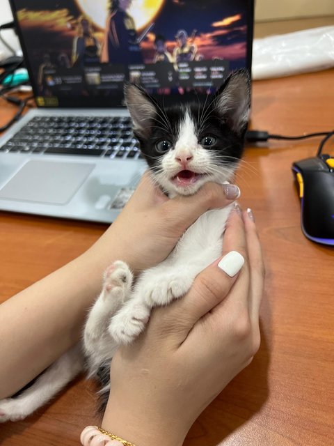 Panda - Domestic Medium Hair Cat