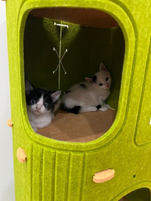 Panda - Domestic Medium Hair Cat