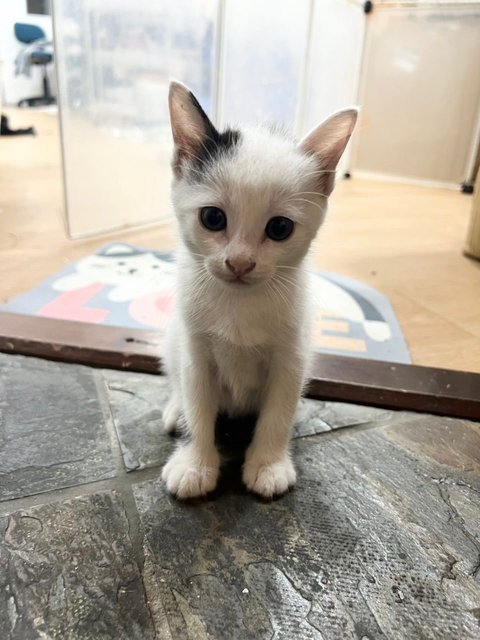 Panda - Domestic Medium Hair Cat