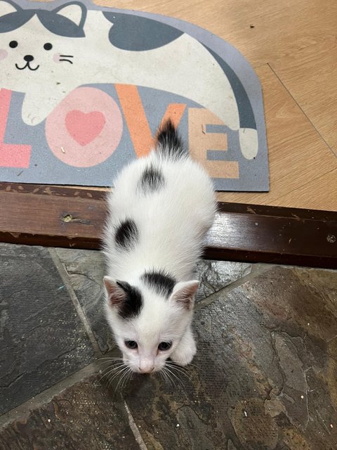 Panda - Domestic Medium Hair Cat