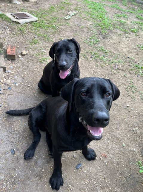 Rambo And Barong - Labrador Retriever Dog