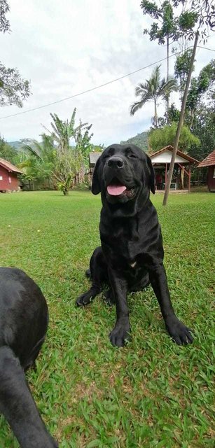 Rambo And Barong - Labrador Retriever Dog