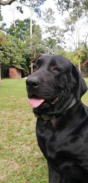 Rambo And Barong - Labrador Retriever Dog