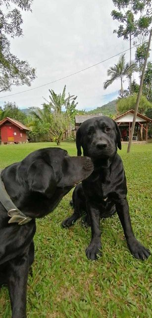 Rambo And Barong - Labrador Retriever Dog
