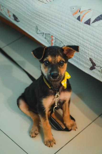 Zoebi (Renamed Simba) - Mixed Breed Dog
