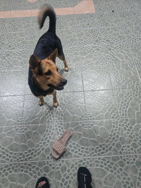 Zoebi (Renamed Simba) - Mixed Breed Dog
