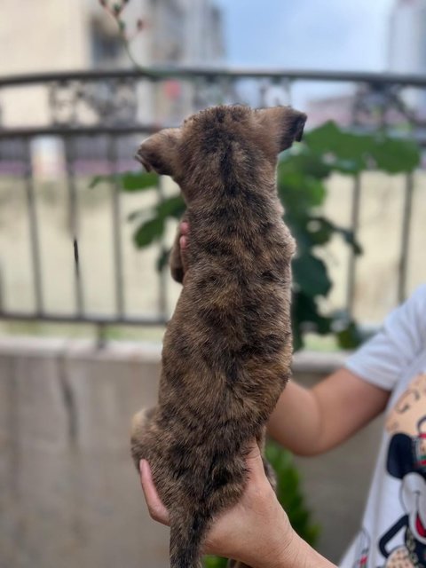 Brindle And Patchie - Mixed Breed Dog