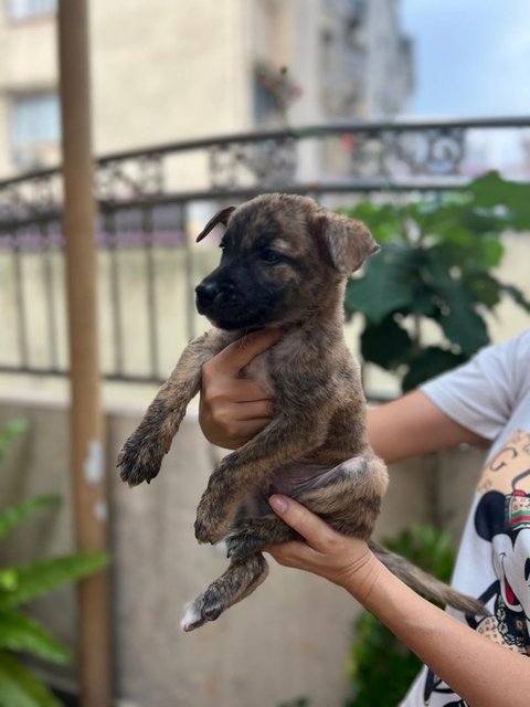 Brindle And Patchie - Mixed Breed Dog