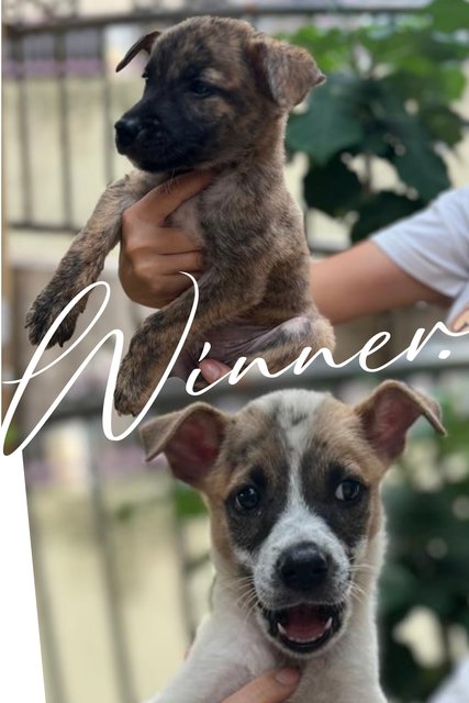 Brindle And Patchie - Mixed Breed Dog
