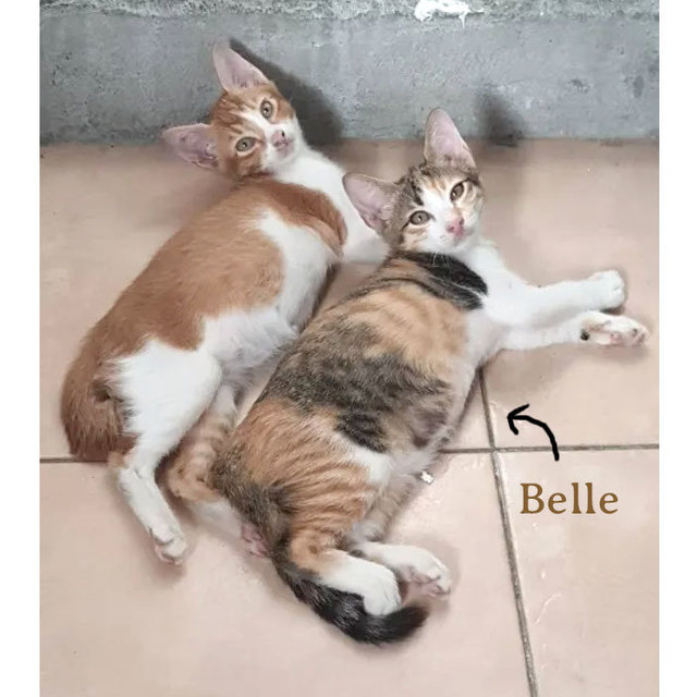 Alice, Belle &amp; Milo - Domestic Short Hair Cat