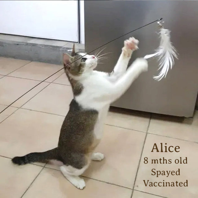 Alice, Belle &amp; Milo - Domestic Short Hair Cat
