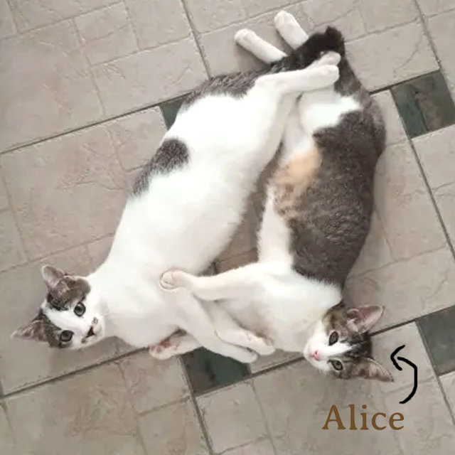 Alice, Belle &amp; Milo - Domestic Short Hair Cat
