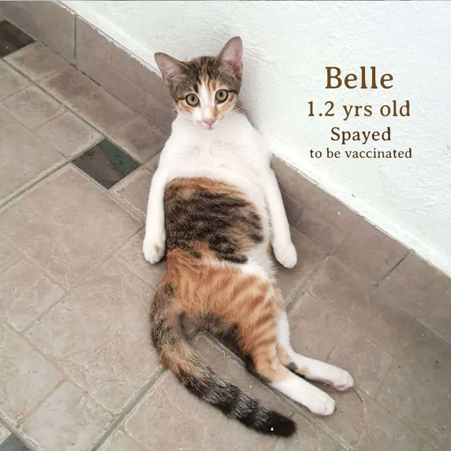 Alice, Belle &amp; Milo - Domestic Short Hair Cat