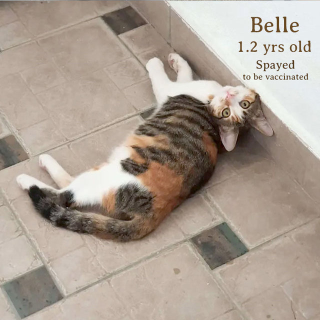 Alice, Belle &amp; Milo - Domestic Short Hair Cat