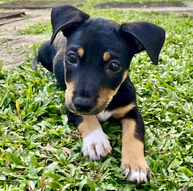 Puppy For Adoption - Mixed Breed Dog