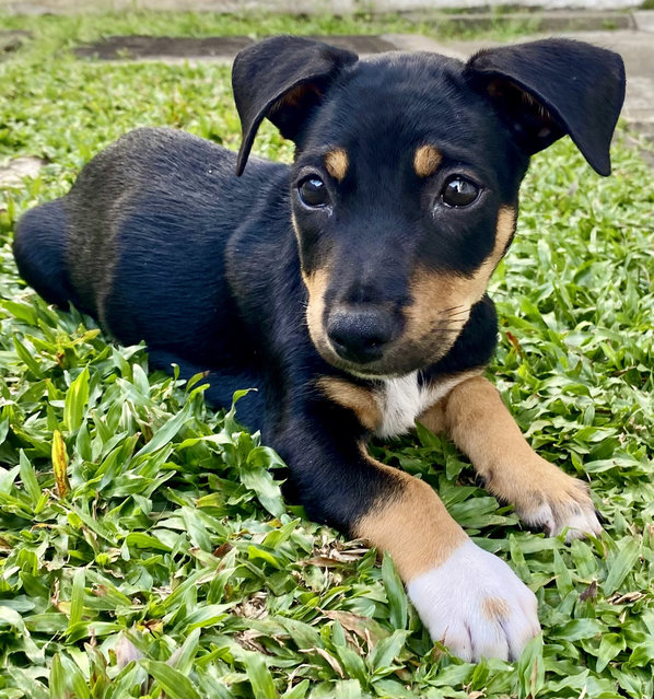 Puppy For Adoption - Mixed Breed Dog