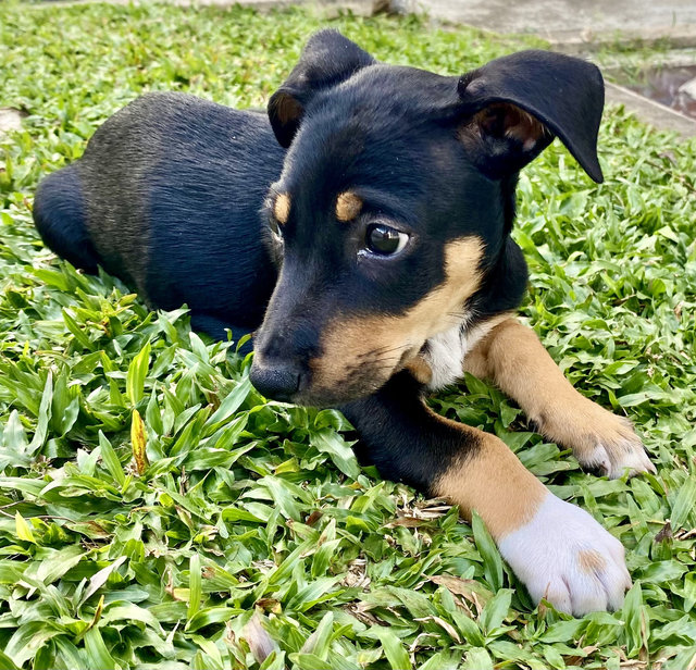 Puppy For Adoption - Mixed Breed Dog
