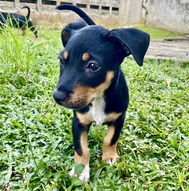 Puppy For Adoption - Mixed Breed Dog