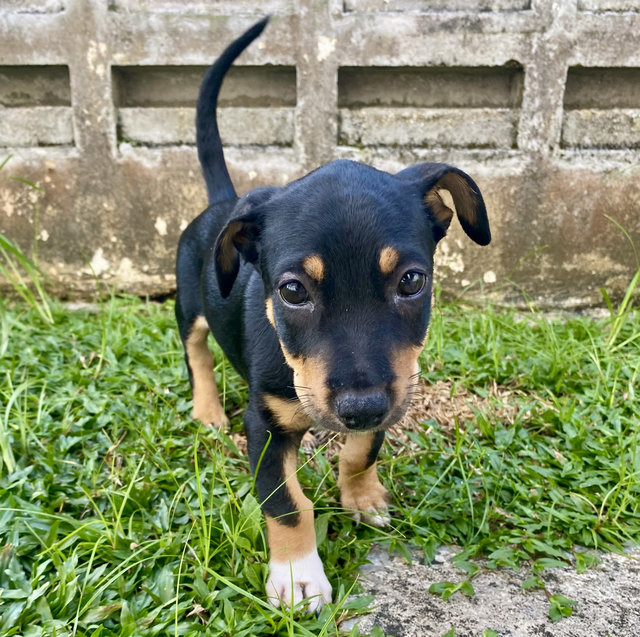 Puppy For Adoption - Mixed Breed Dog