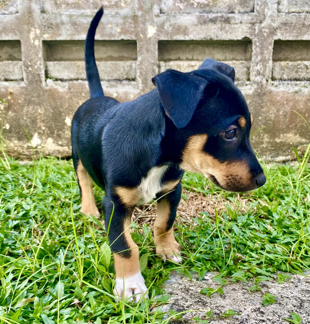Puppy For Adoption - Mixed Breed Dog