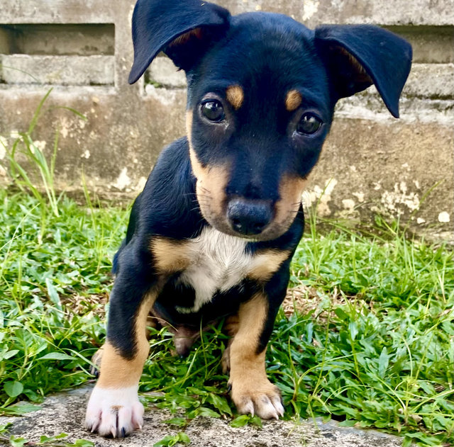 Puppy For Adoption - Mixed Breed Dog